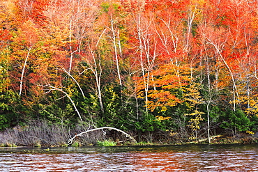 Hardwood and fall colours, Parc national du Mont-Saint-Bruno, Monteregie region, Quebec