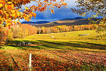 Fall colours, cows in field and Mont Sutton, Sutton, Eastern Townships, Quebec