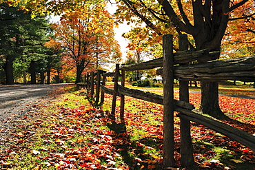 Fence and fall colours, Brigham, Eastern Townships, Quebec