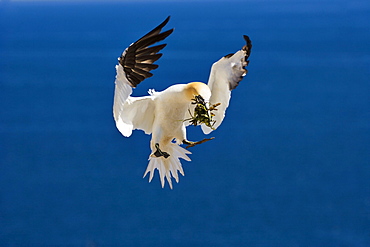 Gannet in flight, Parc national de liIle-Bonaventure-et-du Rocher-Perce, Gaspesie, Quebec