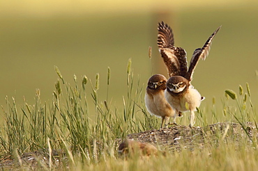 Digitally enhanced image with painterly effect of Burrowing owl stretching wings, Grasslands National Park, Saskatchewan