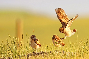 Digitally enhanced image with painterly effect of Burrowing owls playing outside burrow at sunset, Grasslands National Park, Saskatchewan