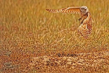 Digitally enhanced image with painterly effect of Burrowing Owl taking flight, Grasslands National Park, Saskatchewan