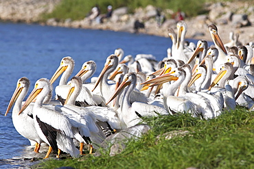 American White Pelicans on Red River, Lockport, Manitoba