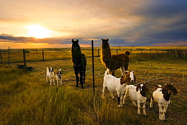 Goats and Llamas in field at sunset near Moose Jaw, Saskatchewan