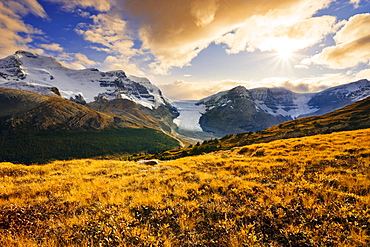 Dwarf birch, Athabasca Glacier and Snow Dome from Wilcox Pass in fall, Columbia Icefields, Jasper National Park, Alberta