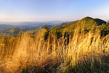 Artist's Choice: Grass in front of Mount Mitchell, Mount Mitchell State Park, North Carolina