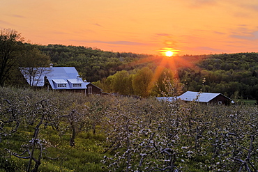 Apple Orchard in Bloom and Barn at Sunset, Eastern Townships, Frelighsburg, Quebec