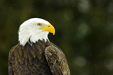 Bald eagle in Ecomuseum Zoo, Ste-Anne-de-Bellevue, Quebec, Canada