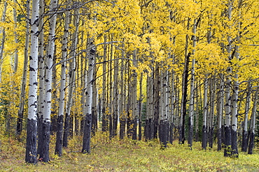 Yellow aspen forest in autumn near Banff, Alberta Canada