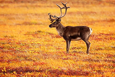 Adult caribou in the fall colours of the Dempster highway, Yukon