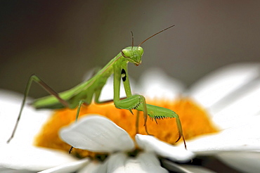 Close up of a Praying Mantis on daisy, Ontario