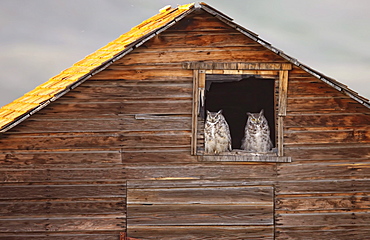 Two mature Great Horned Owls sitting in old barn, Saskatchewan