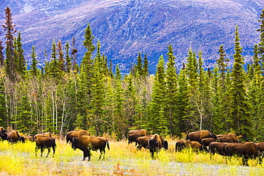 Wild Bison grazing along Alaska Highway, Yukon