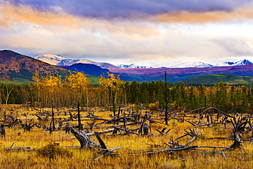 Destruction and re-growth after forest fire and mountains along Alaska Highway, Yukon