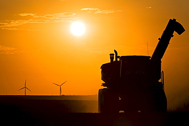 A combine working the fields during the fall harvest at sunset, Wind turbines of the St. Leon windfarm in the distance, St. Leon, Manitoba