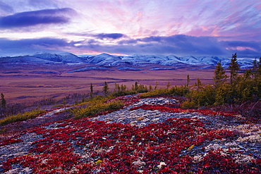 Arctic Circle, fall colours and Richardson Mountains at dawn along Dempster Highway, Yukon