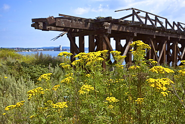 Wildflowers and abandoned bridge on Lake Superior, Thunder Bay, Ontario