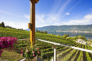 Vineyard and Okanagan lake from Gray Monk Winery, Okanagan Centre, British Columbia