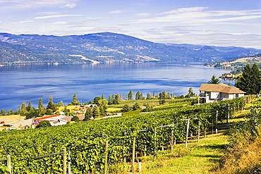 Vineyard and Okanagan lake, Okanagan Centre, British Columbia