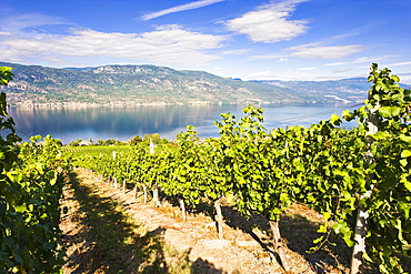 Vineyard and Okanagan lake, Okanagan Centre, British Columbia