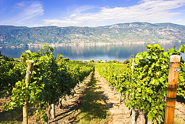 Vineyard and Okanagan lake, Okanagan Centre, British Columbia