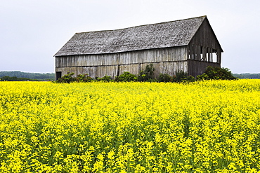 Canola field and old barn, Bas-Saint-Laurent region, Sainte-Helene, Quebec