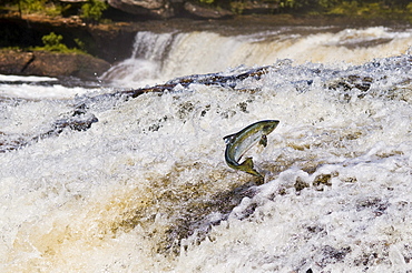 Atlantic Salmon adult leaps up Falls Migrating Upstream to Spawning Grounds, Humber River, Newfoundland