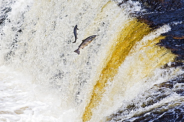 Atlantic Salmon adults leap up Falls while Migrating upstream to Spawning Grounds, Humber River, Newfoundland