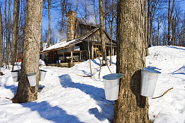 Sap Buckets on a Maple Trees at a Sugar Cabin, Monteregie Region Rigaud, Quebec