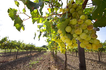 Chardonnay grapes on the vine in a vineyard of Valle de la Concepcion, Tarija, Bolivia