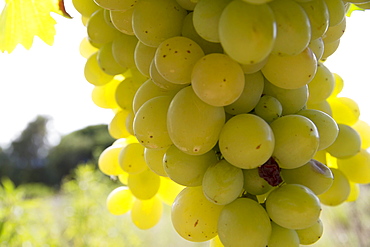 Chardonnay grapes on the vine in a vineyard of Valle de la Concepcion, Tarija, Bolivia