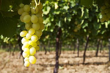 Chardonnay grapes on the vine in a vineyard of Valle de la Concepcion, Tarija, Bolivia