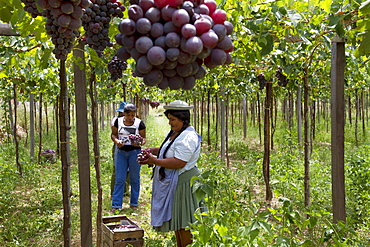 Chapacas harvesting grapes in a vineyard of Calamuchita, Tarija, Bolivia