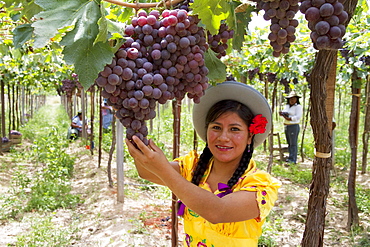 Chapaca harvesting grapes in a vineyard of Calamuchita, Tarija, Bolivia