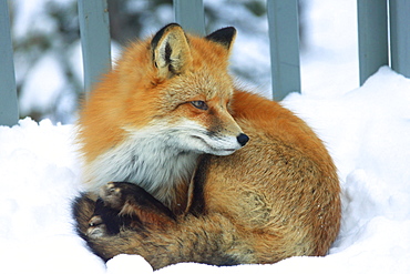 Red fox laying in snow on a porch, Teslin, Yukon