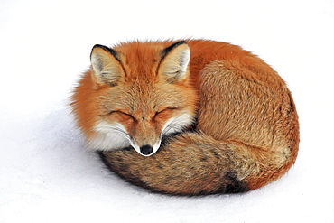 Red fox in snow, Yukon