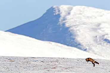 A cross fox leaps into the air hunting for mice, Dempster Highway, Yukon, Canada