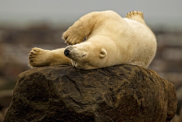 Polar bear laying on rock, Manitoba, Canada