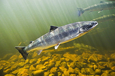 Atlantic Salmon adults migrate from salt water of North Atlantic Ocean upstream through freshwater of their natal river to reach spawning grounds, Exploits River, Newfoundland