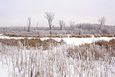 Wetland marsh on frosty winter day, Assiniboine Forest, Winnipeg, Manitoba