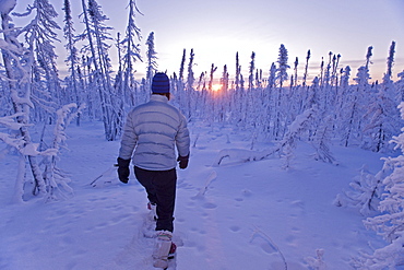 Woman exploring boreal forest on snowshoes, before sunrise, Dempster Highway, Yukon