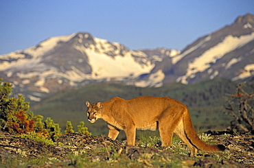 Tk0588, Thomas Kitchin; Cougar/Mountain Lion/Puma. Male In Alpine Meadow. Summer. Rocky Mountains. Felis Concolor.