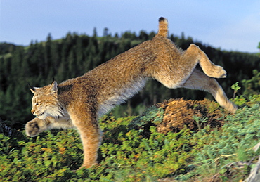 Tk0610, Thomas Kitchin; Lynx Running. Summer. Rocky Mountains. North America. Felis Lynx Canadensis.