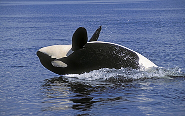 Tk0626, Thomas Kitchin; Orca/Killer Whale. Play Behavior. Haro Strait Between British Columbia & Washington. Summer. Orcinus Orca.