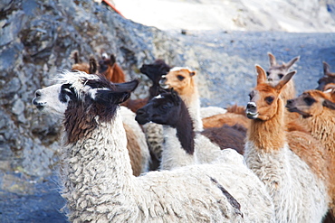 Llama train on the El Choro pre-Columbian road in the Cordillera Real, La Paz Department, Bolivia