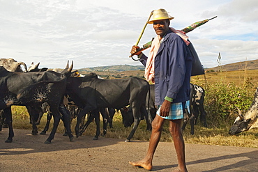 Man with his zebu herd along the road between Ambositra & Ambavalao, Fianarantsoa Province, Madagascar