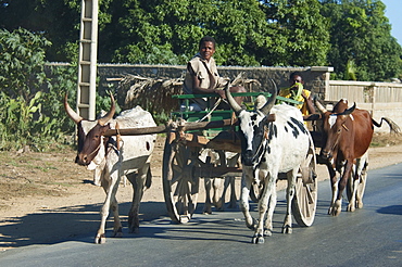 Bullock cart in Toliara, Madagascar