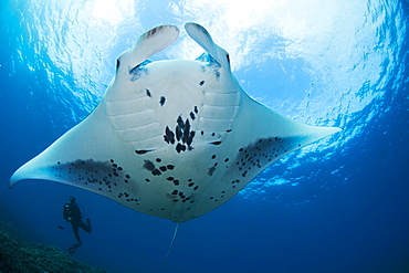 Hawaii, Maui, Reef Manta Ray (Manta alfredi) cruises over the shallows off Ukumehame, View from below.