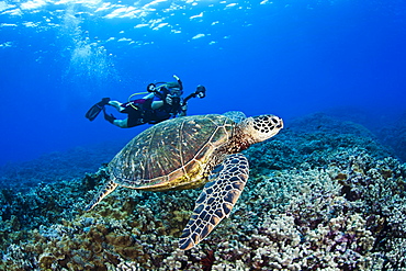 Hawaii, Maui, Green Sea Turtle Honu (Chelonia mydas) just above coral reef, Free diver with camera in background.